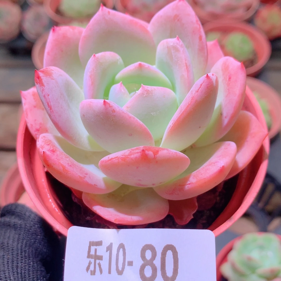 乐然10-80 白月梦露