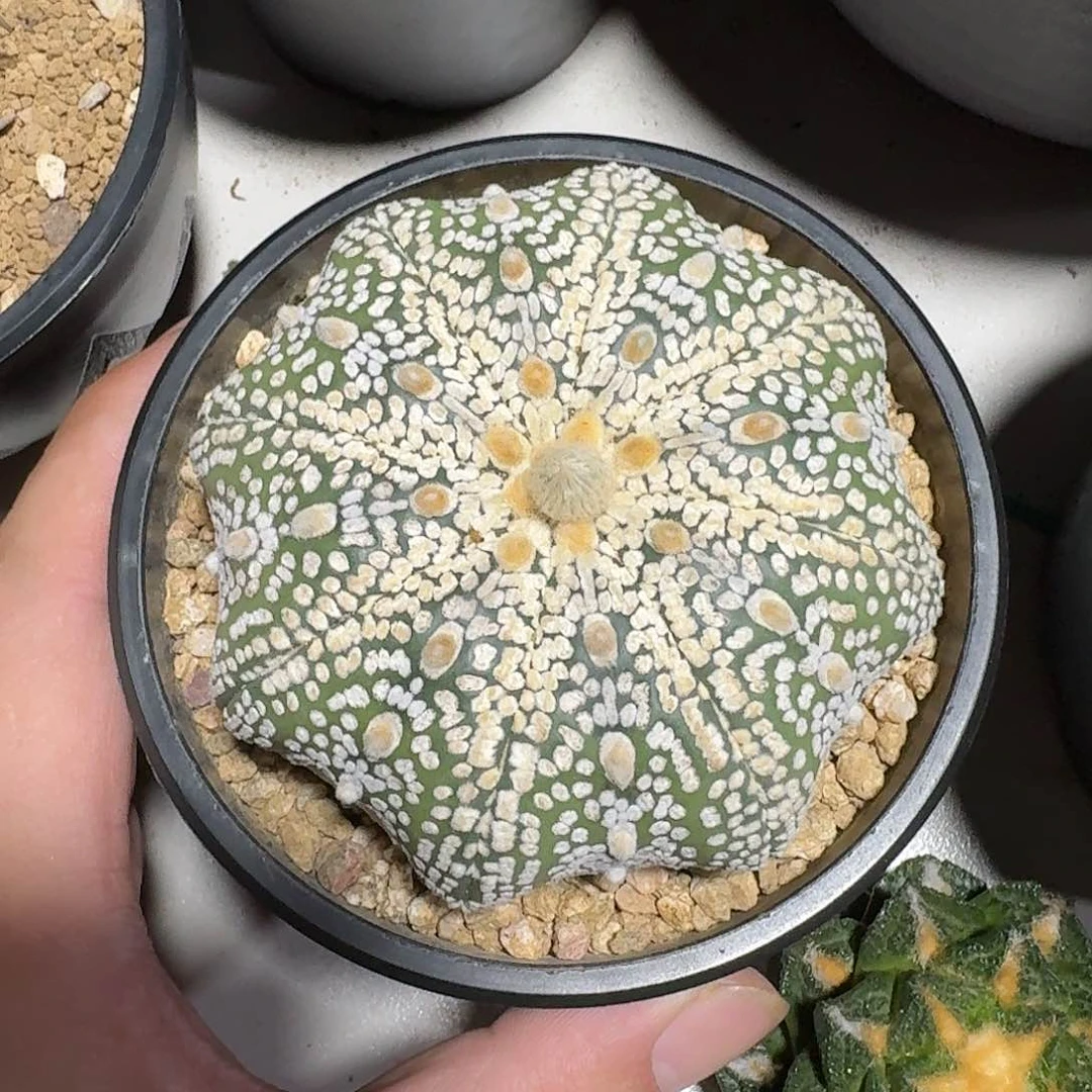 实生海星奇迹兜8.5cm