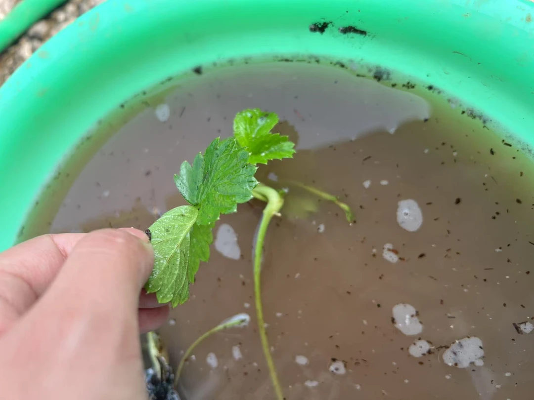 栽前蘸根、生根肥小工具（100斤水、裸根苗约蘸7千颗）