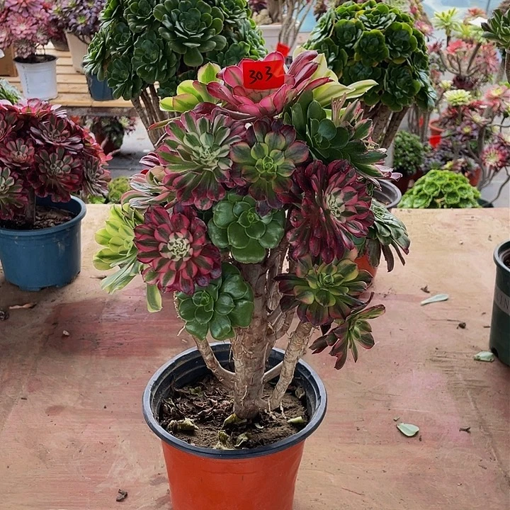 曲*散架接法师一个303号