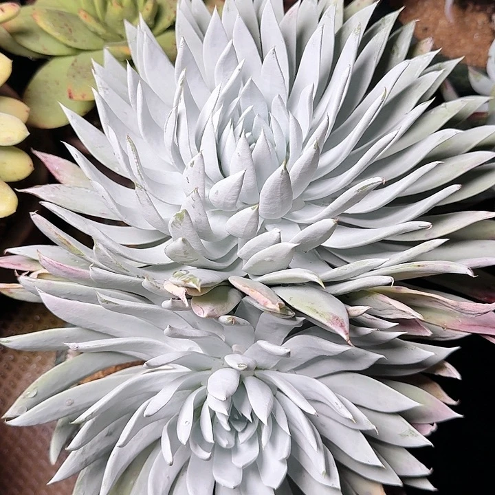 1511奴雪仙女杯多肉