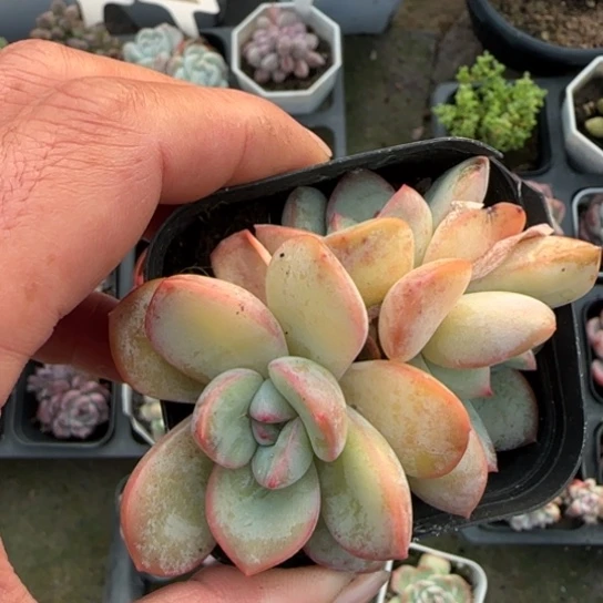 237泡芙多肉植物多