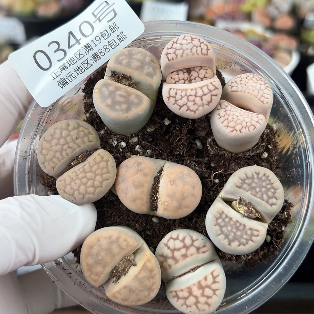 好养易活生石花大母本0340