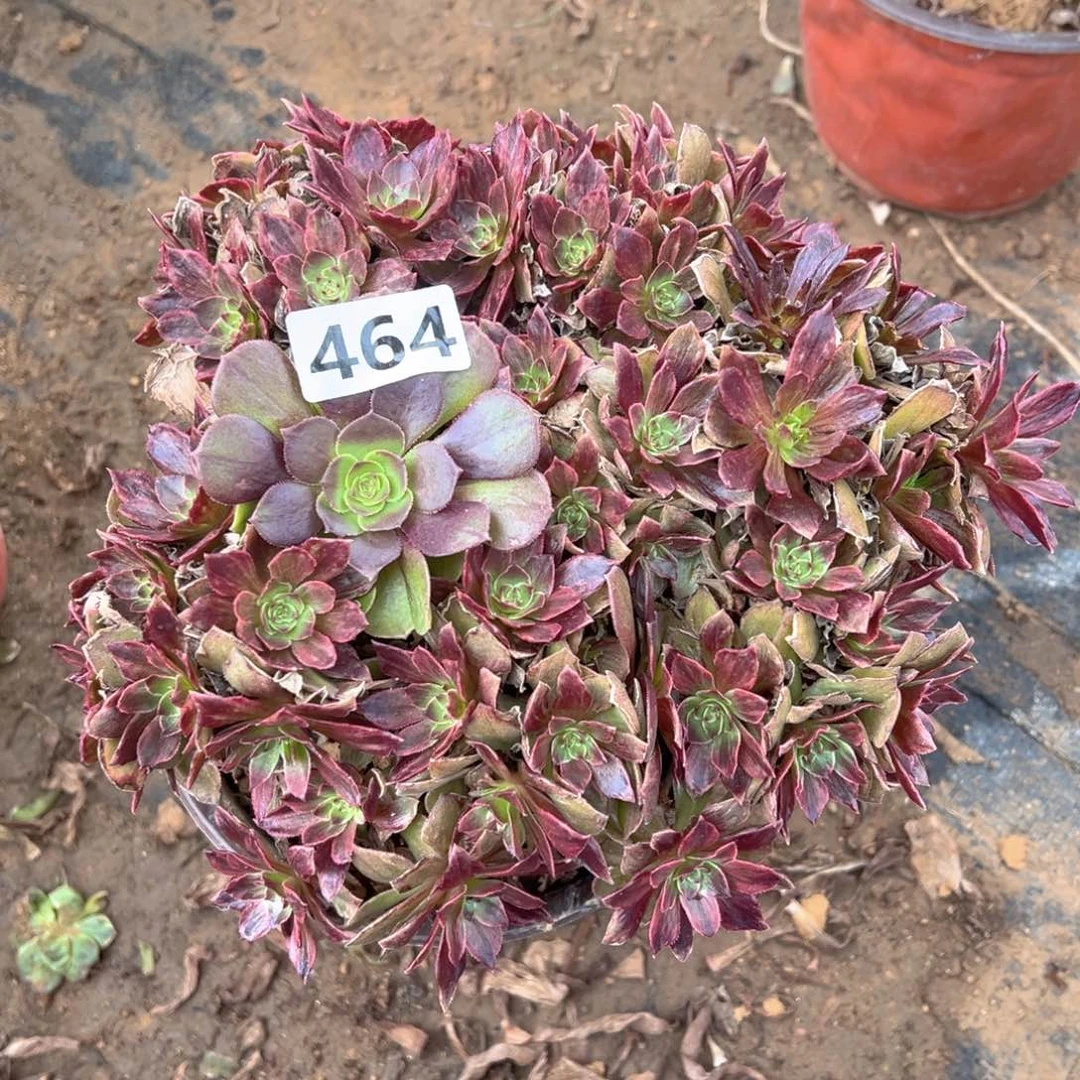 多肉植物红丝绒朵朵464