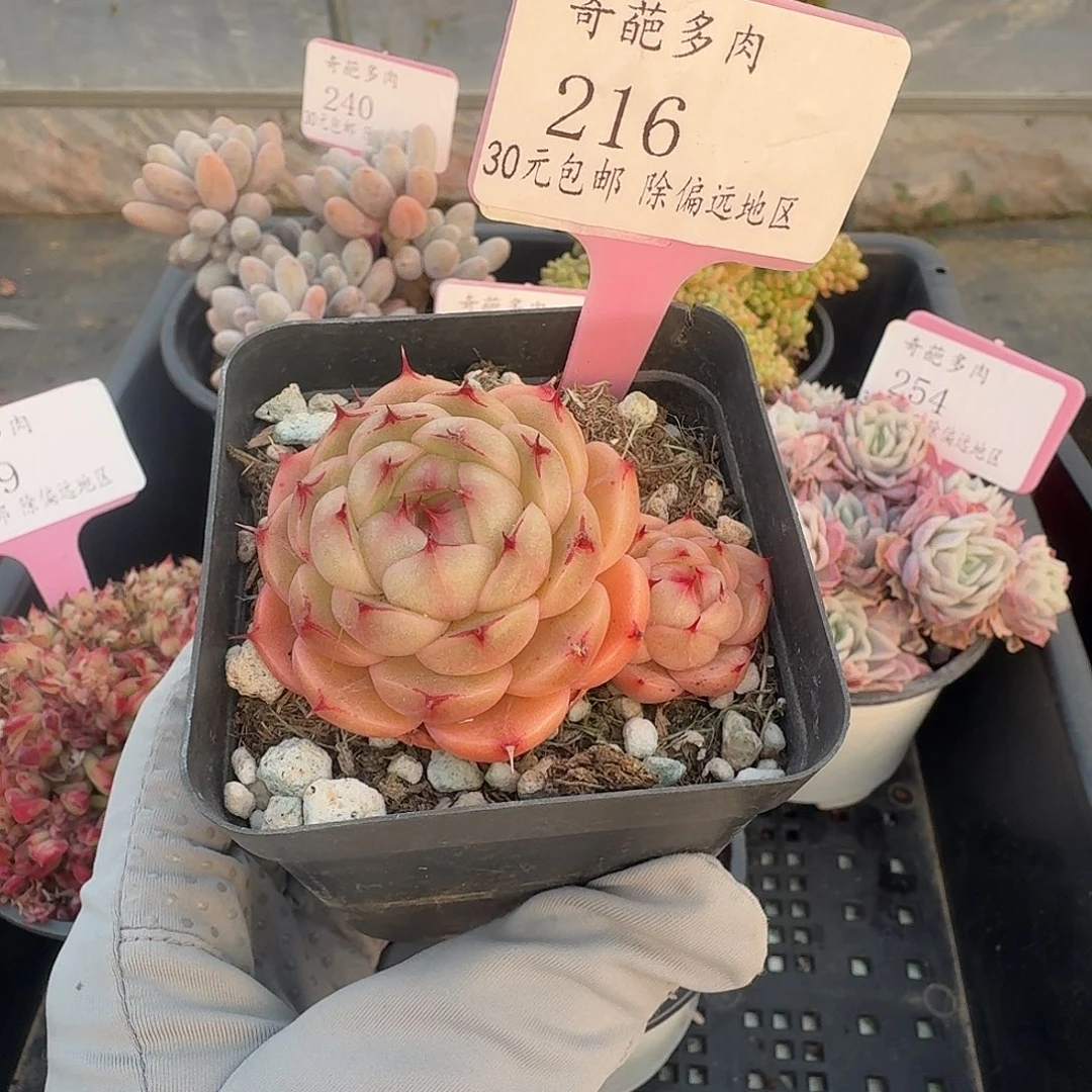 216 群生不包整 30元包邮非偏远