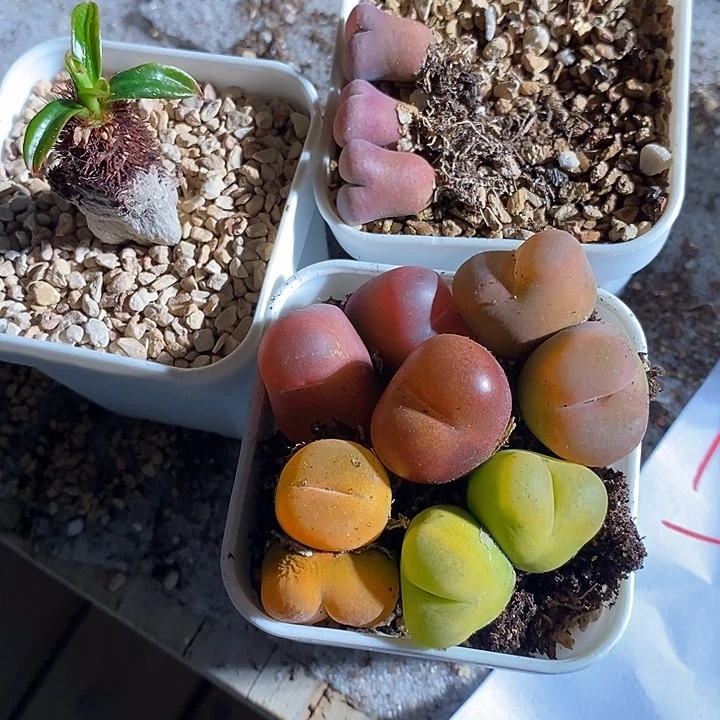 17309。   一组蟠桃加象鼻大戟加白花c10