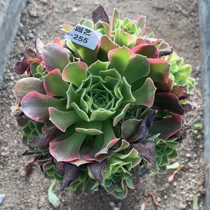 特斯拉手捧多肉植物255