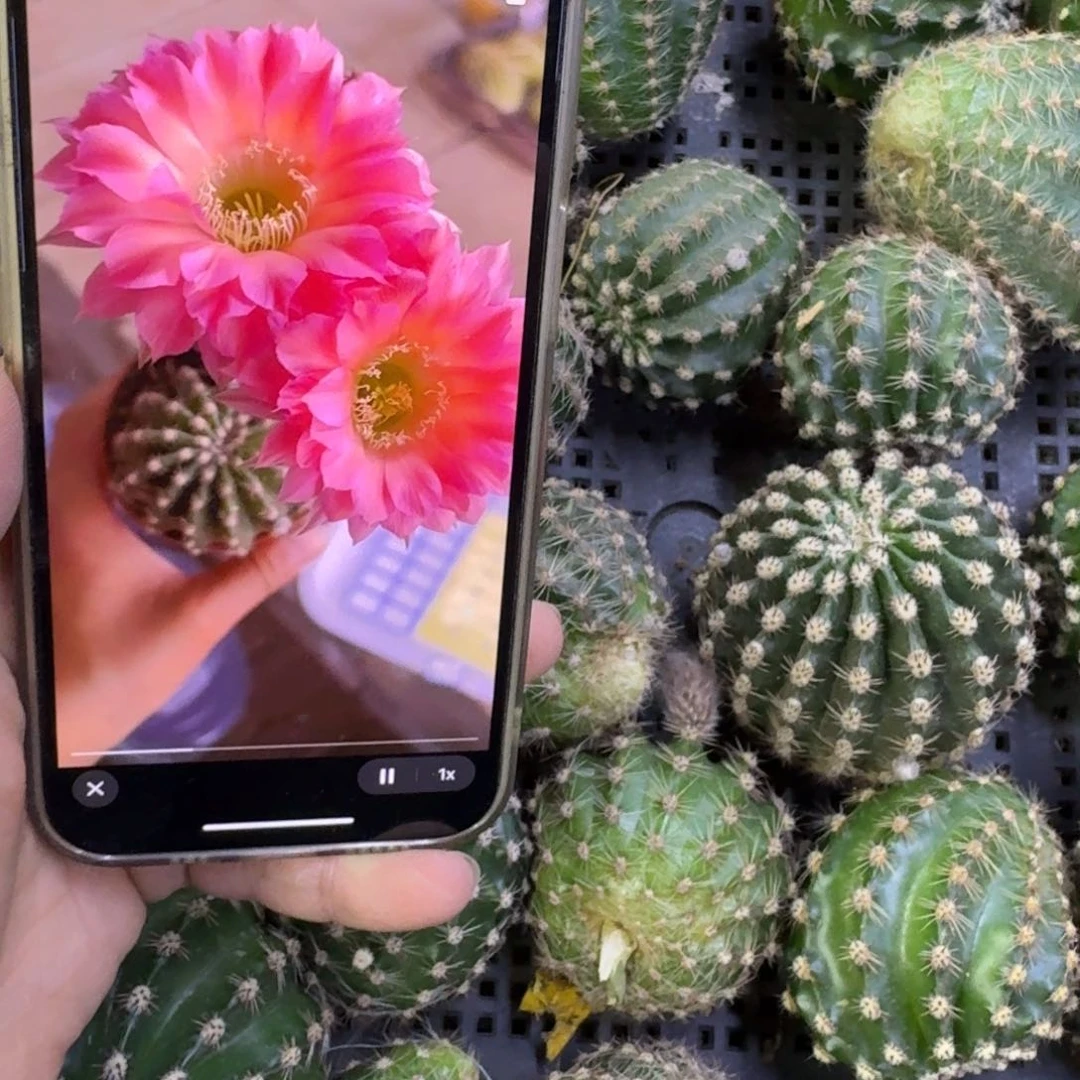 339彩草152歪无根侧牙4公分左右，20包邮