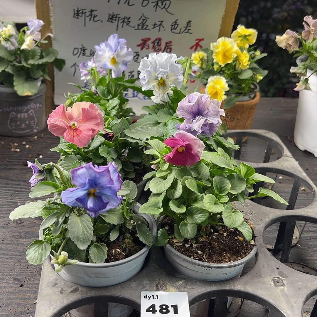 大部分花苞少量开放481号