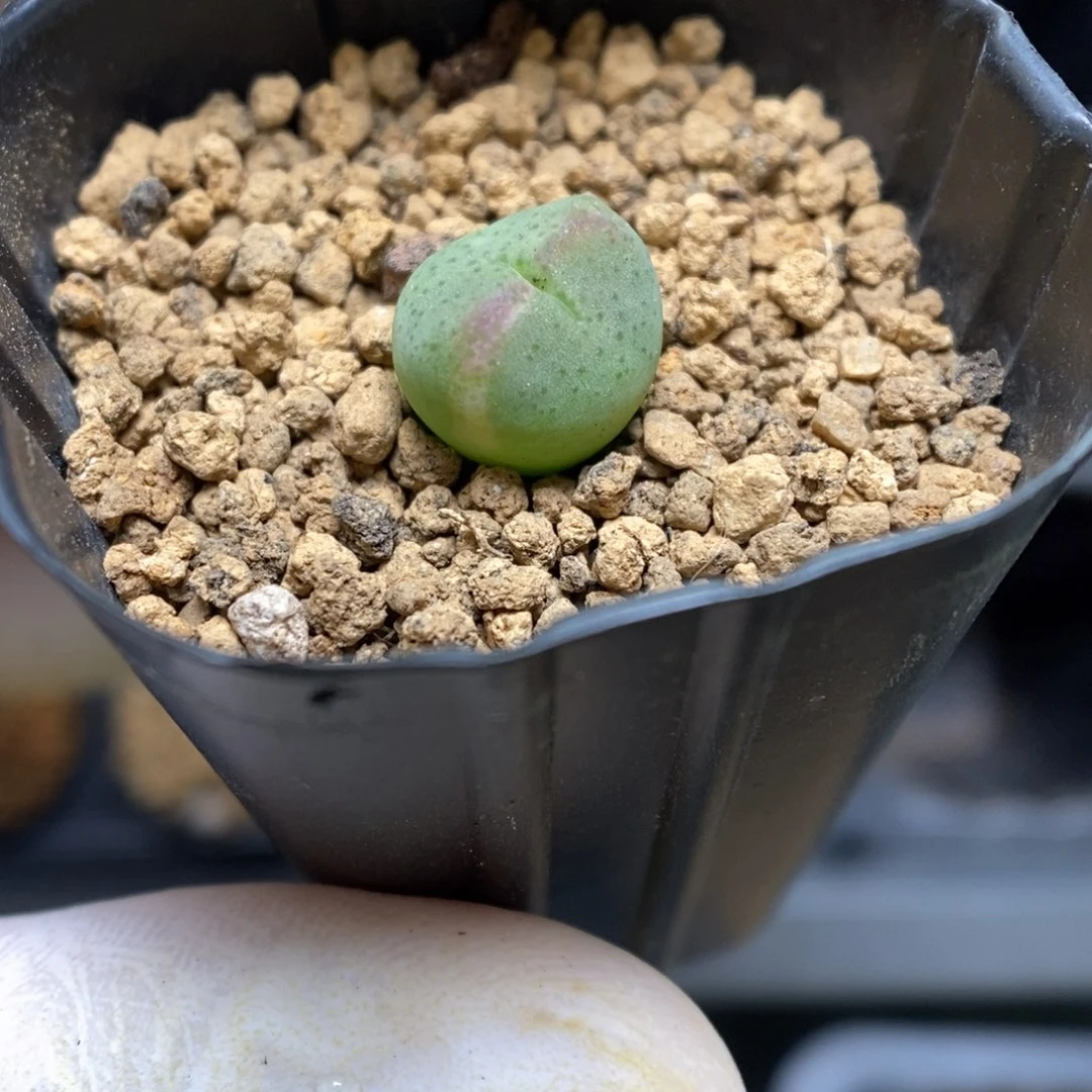 多肉植物肉锥杂交K-2561
