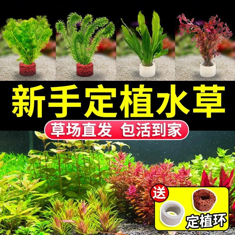 绿菊鱼缸水草后景植物真草蜈蚣草阴性净化水质懒人增氧新手造景