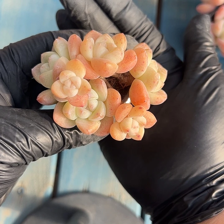 3384，六头冰玉带盆发了