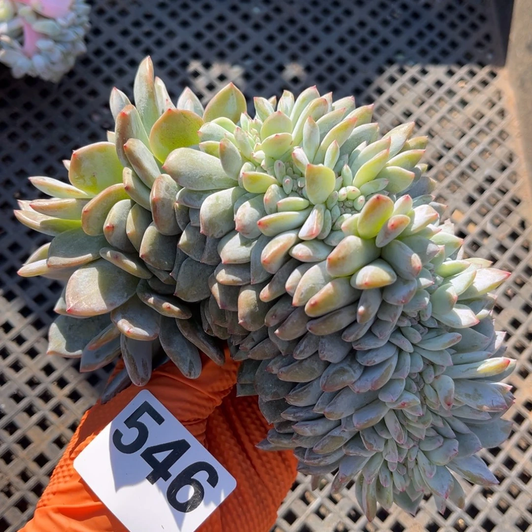 546号叶插缀 新疆西藏内蒙古不包邮