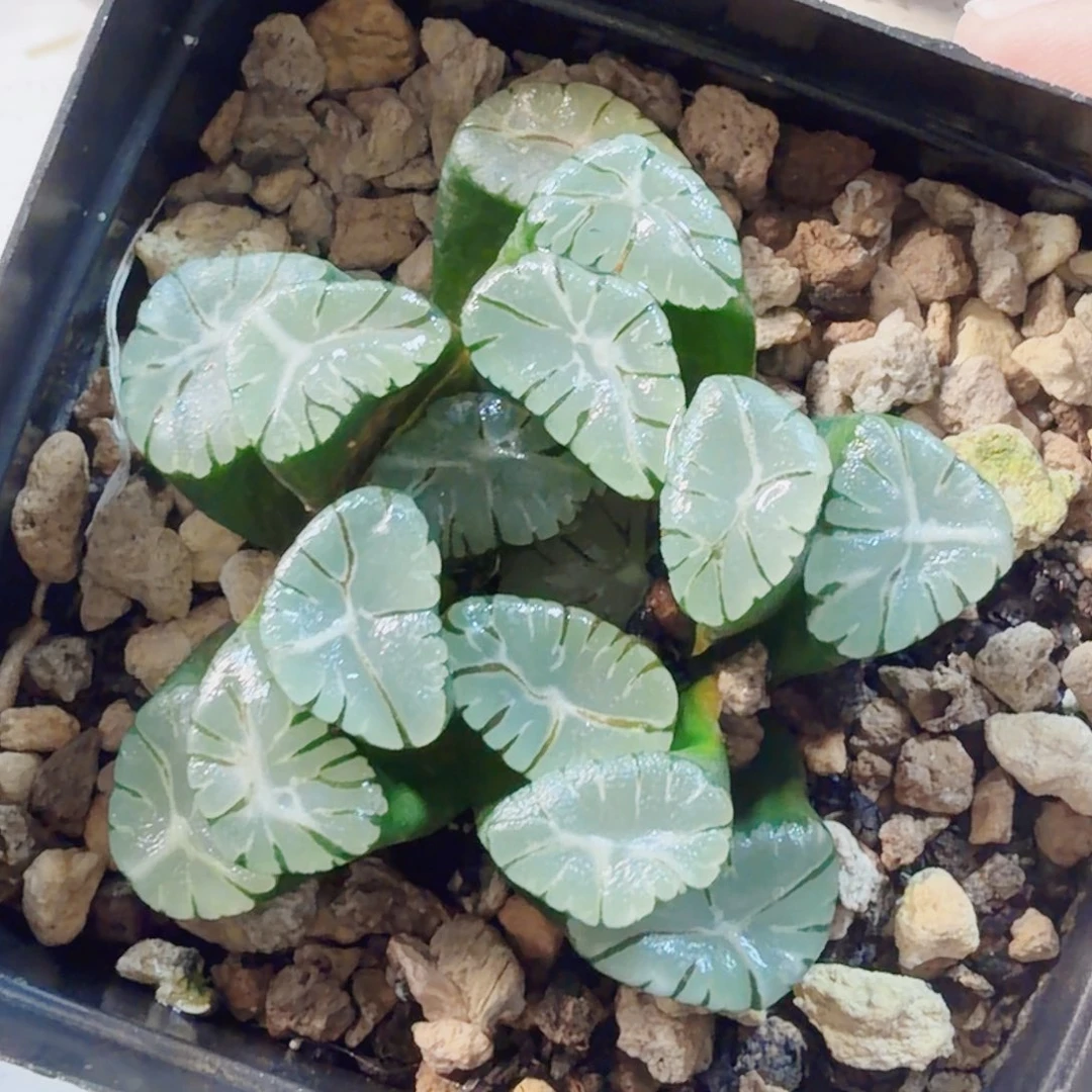 小***憨十二卷大紫万象母本