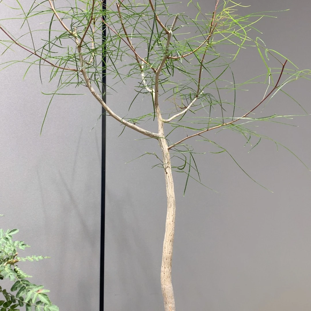 帕卡裂榄实生带盆