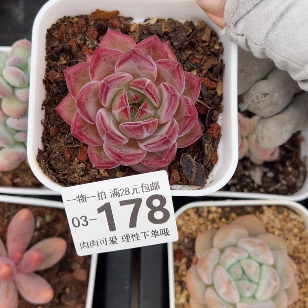 黑武士多肉多肉多肉多肉