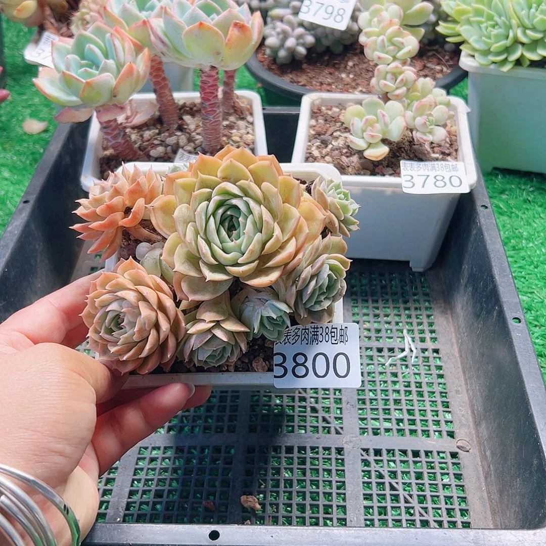 无花朵多肉一物一拍植物3800