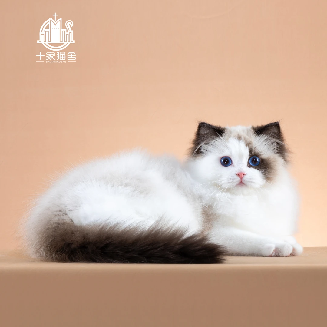 【十家猫舍】福福-弟弟 I新脸版布偶猫I猫咪活体