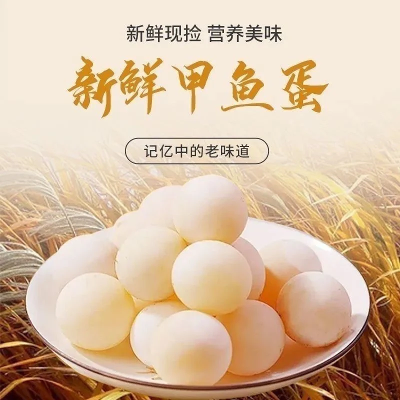 100送20枚防损（赠送菜谱）可食用甲鱼蛋新鲜原生态渔场正宗水鱼Y