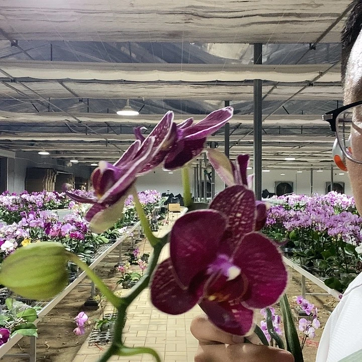 完全开放可乐018带花苞