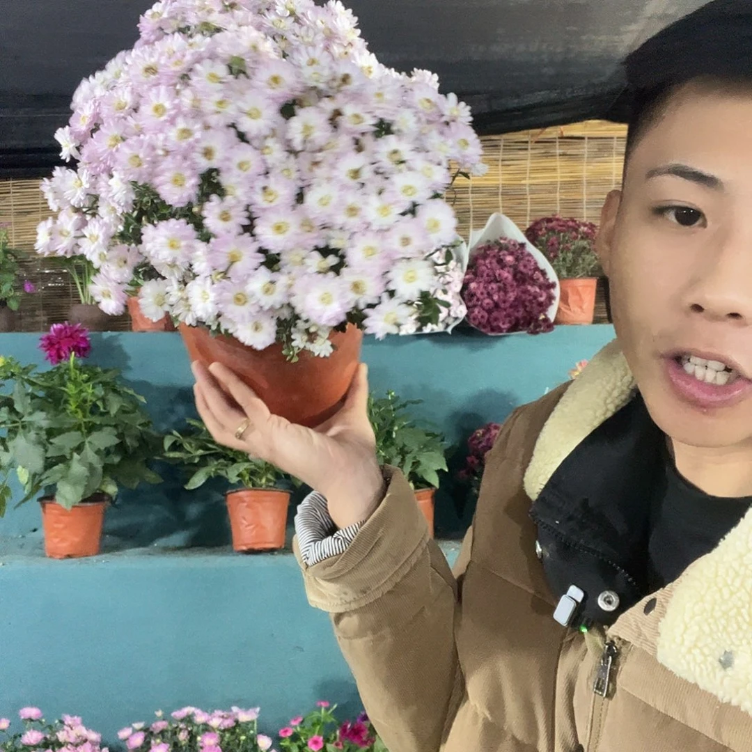 完全开放千头球菊1颗粉贝