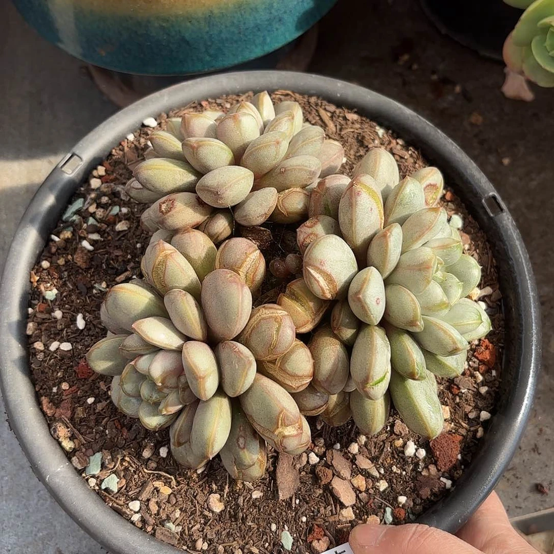 同温层多肉葡萄268