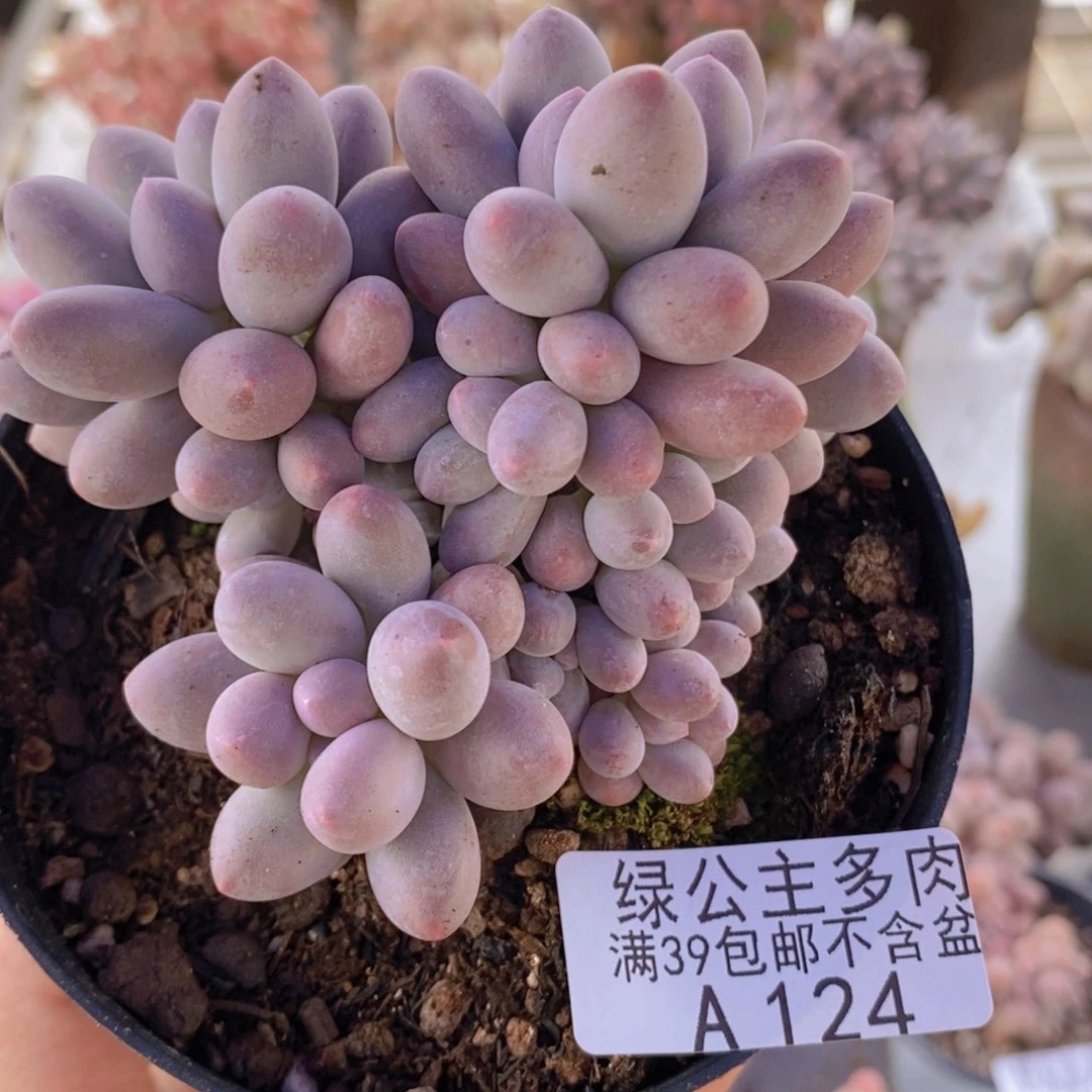 汤圆8cm124多肉植物