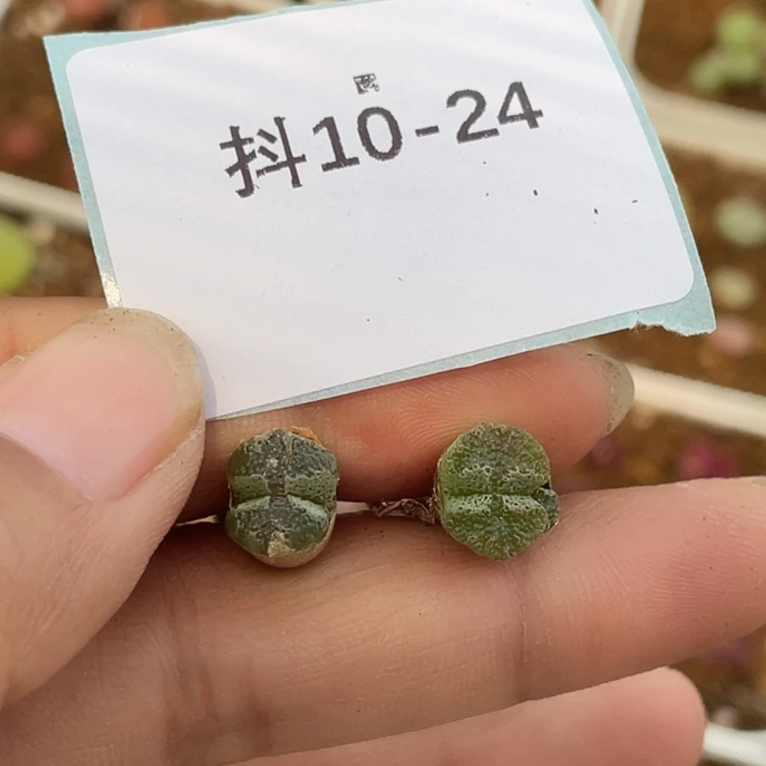 10-24超碟多肉植物