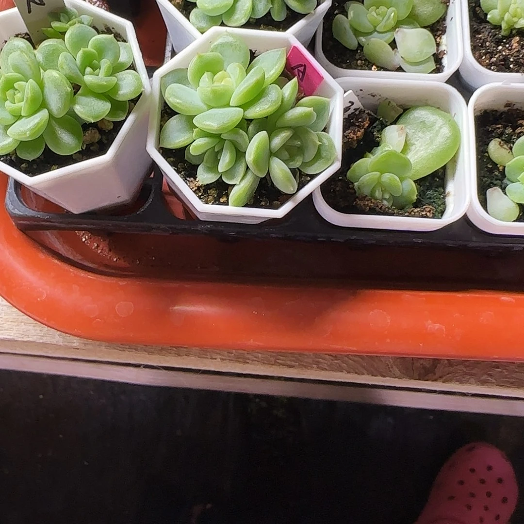 ༈***✨财富A 盆一个满25包邮