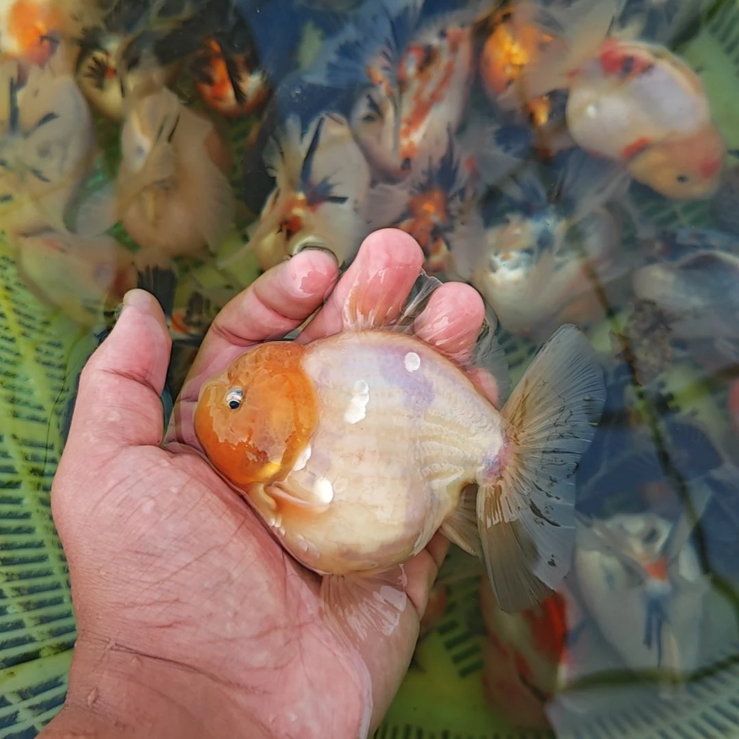 樱花泰狮金鱼将军