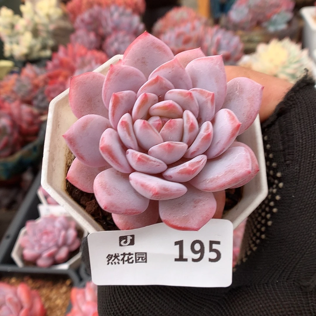 195星星橙多肉植物666