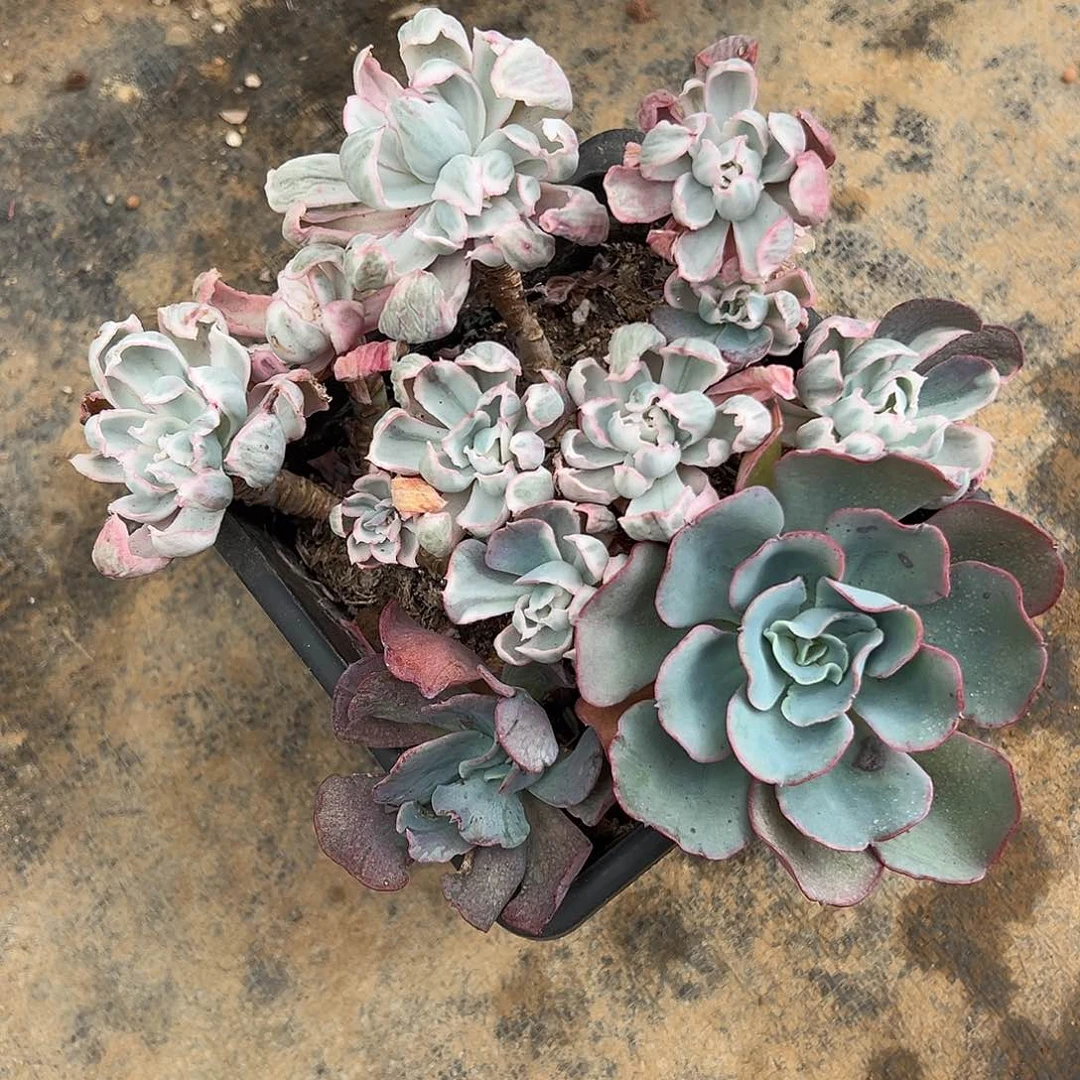 伯克利锦群生，有砍