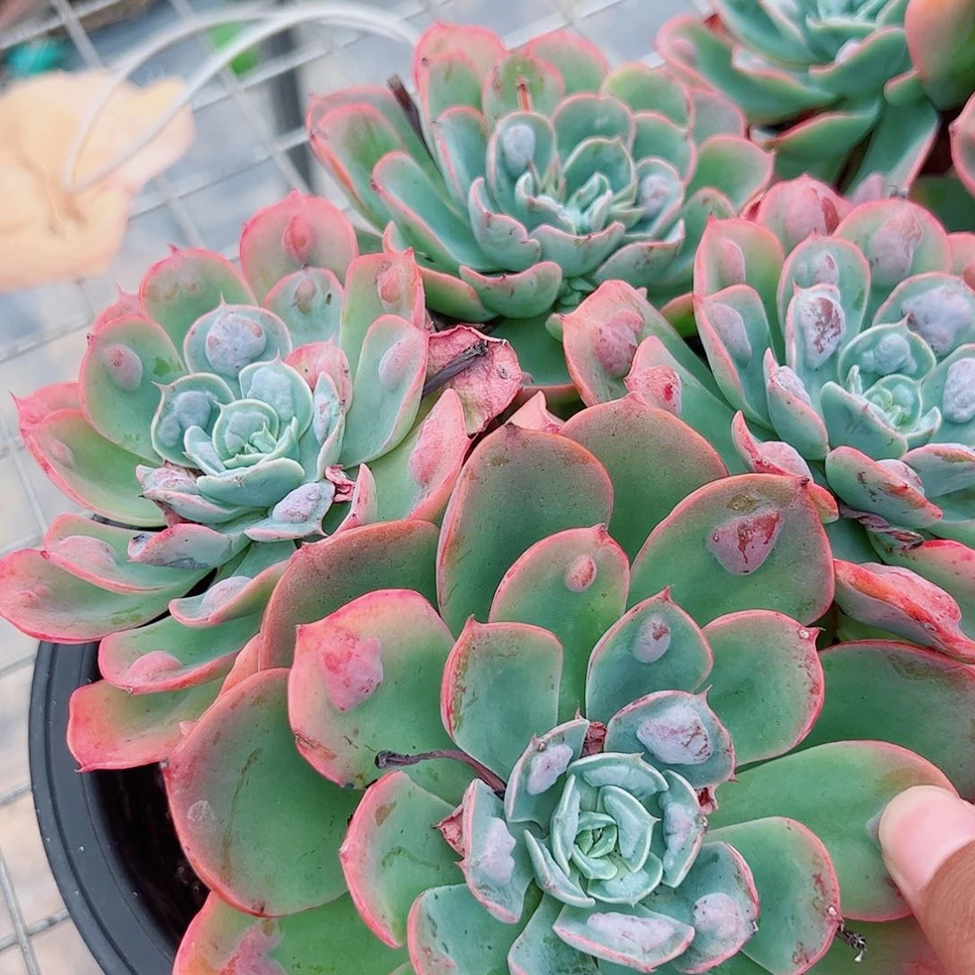 雨滴 多头群生 四头起发