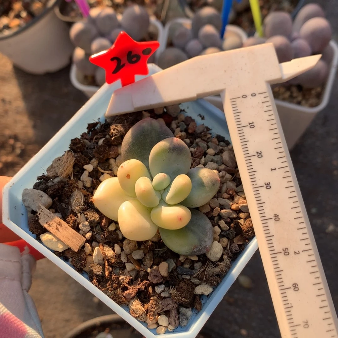 奶酪多肉奶酪多肉哈哈