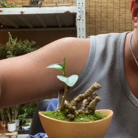 红陶一物一拍所见即所得127