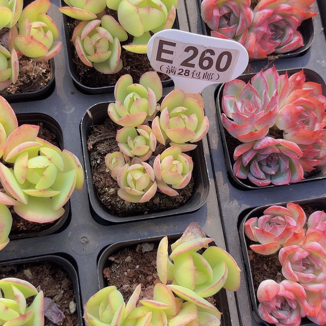 E260碧桃一物一拍