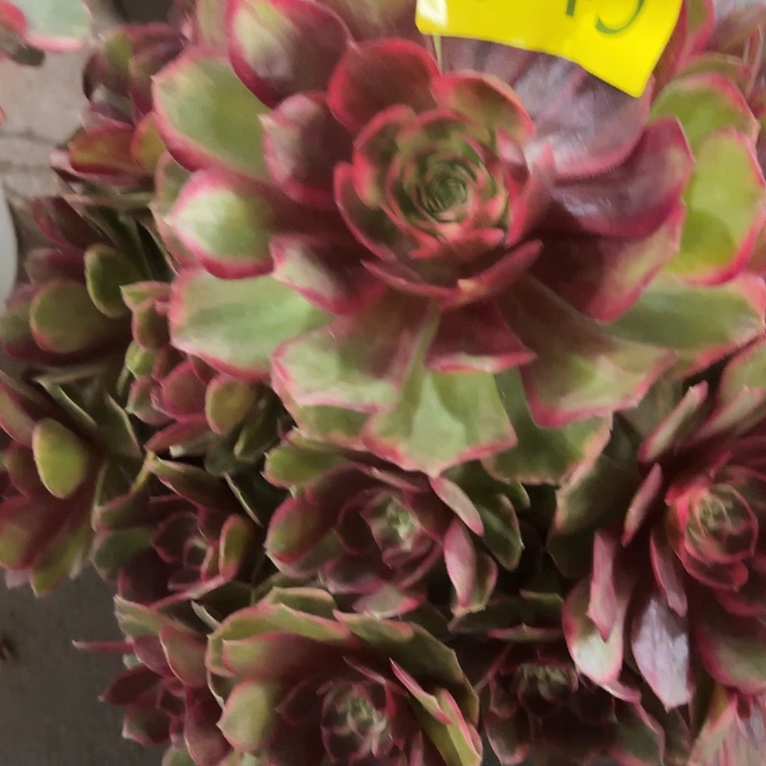 哈哈多肉葡萄福利749