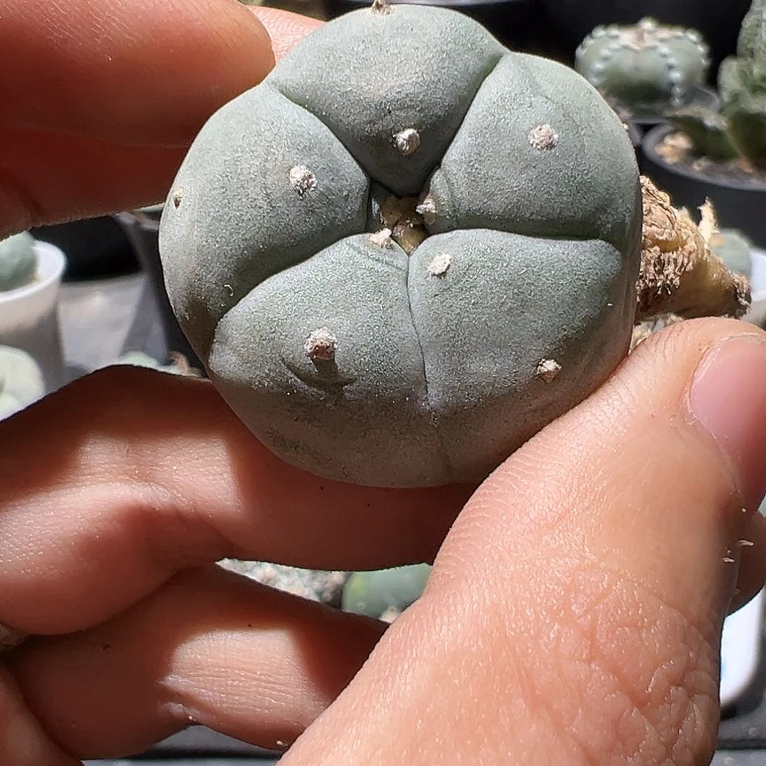 c****峰kk实生肋骨大乌 仙人球