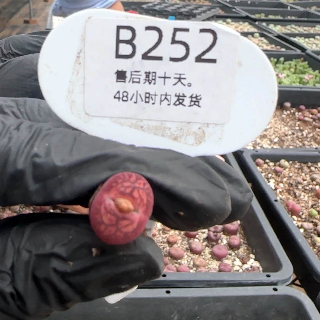 很***味福利。   252。