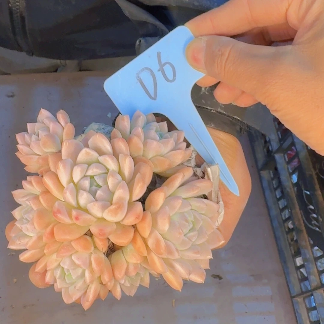 多肉植物的生长发育和