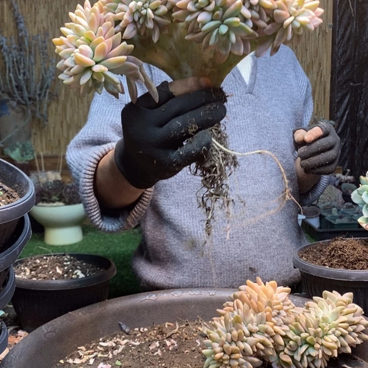 8***姐442号淡雪多肉植物
