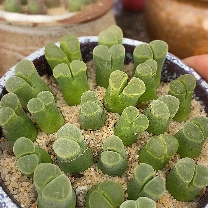 12514天鹅绒风铃一颗