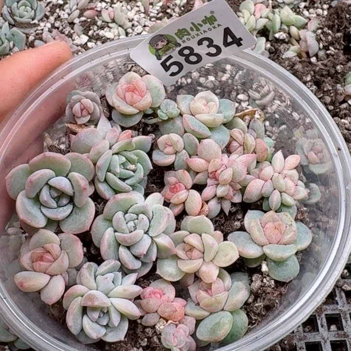 ?****浠多肉植物多肉植物