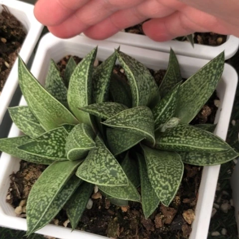 龙虎霸双头哈哈哈哈哈哈