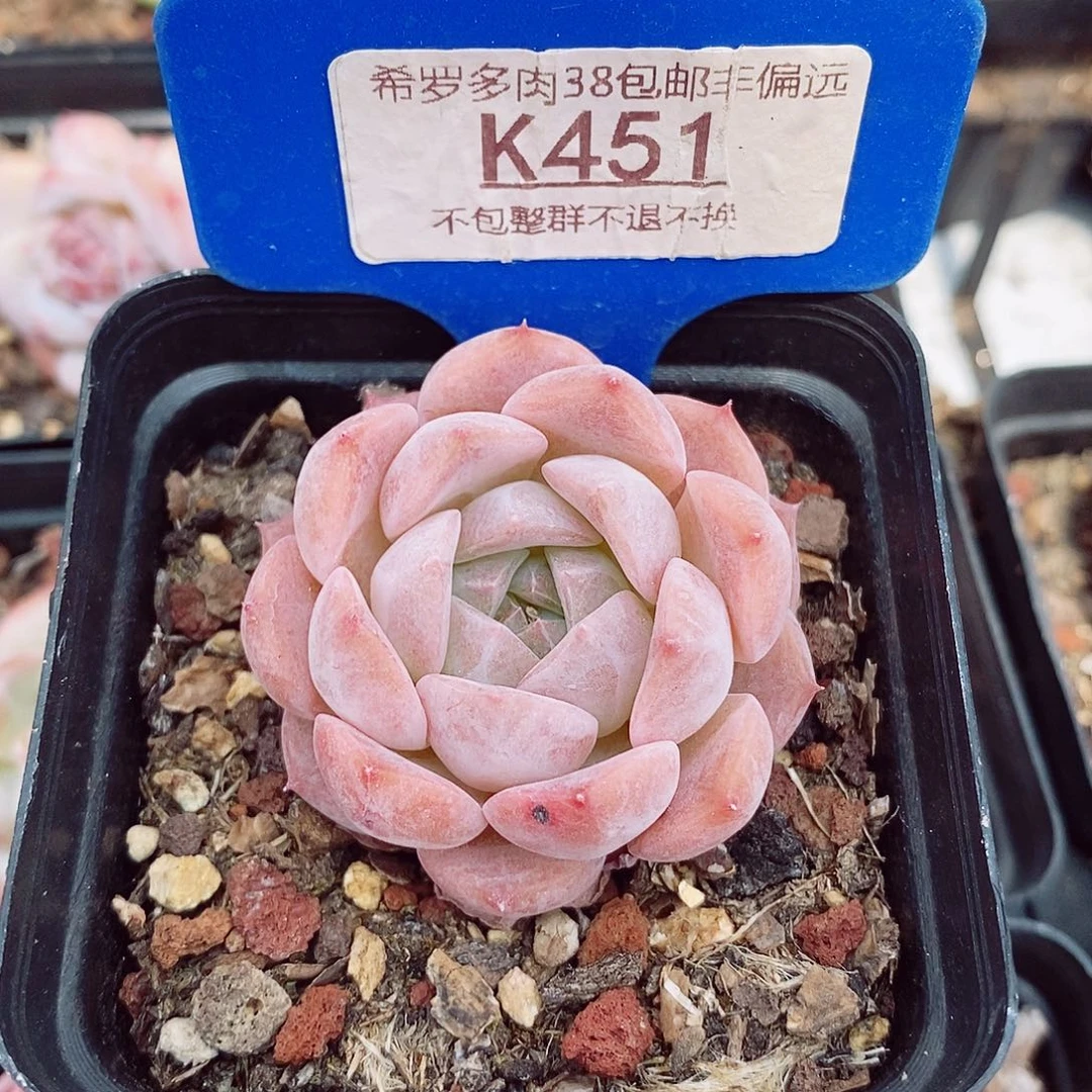 粉萝莉4.5cm多肉植物