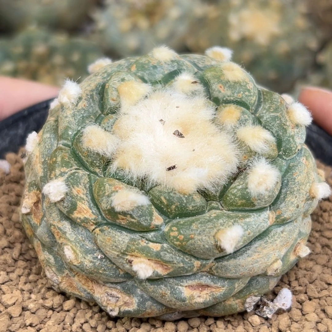 170 有根 仙人球的世界