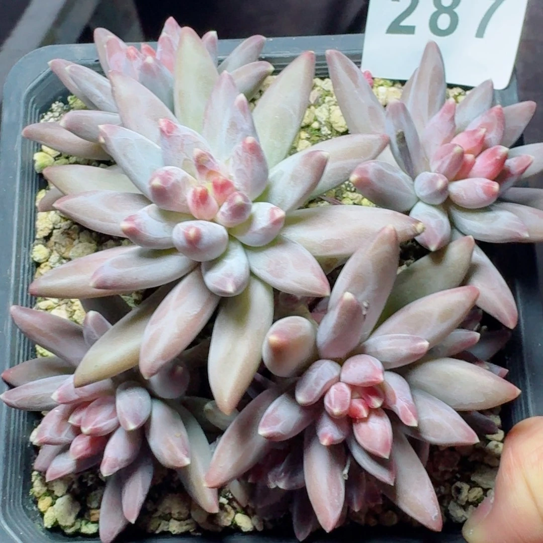 美人孤品      愿你一路坦途，乘风破浪展宏图