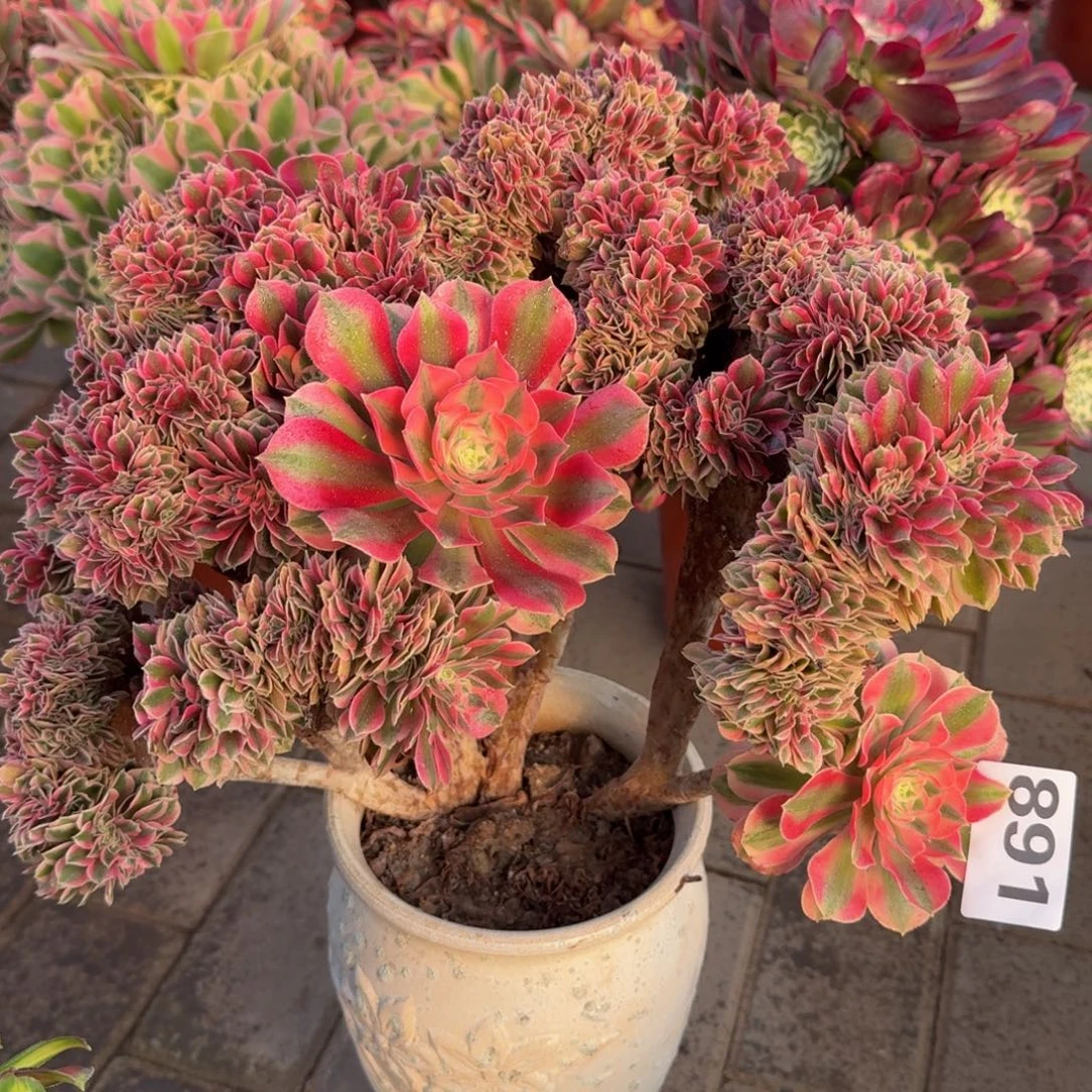 多肉植物891缀化 粉女巫