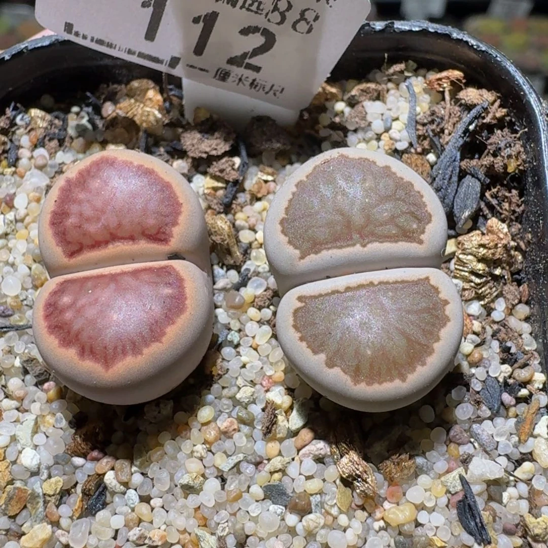 °***Ssss清货清货了112