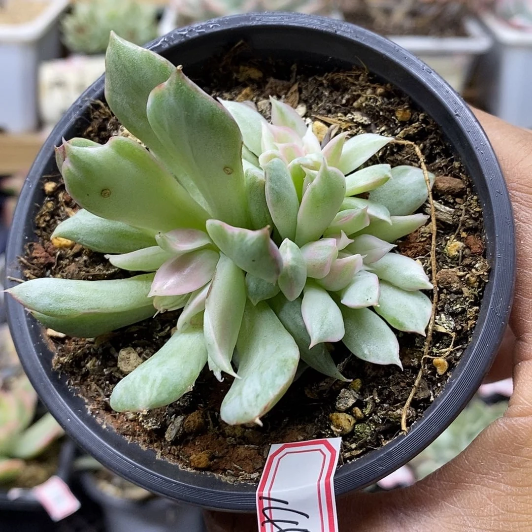 13140 宝莲灯冰边白锦 3 头